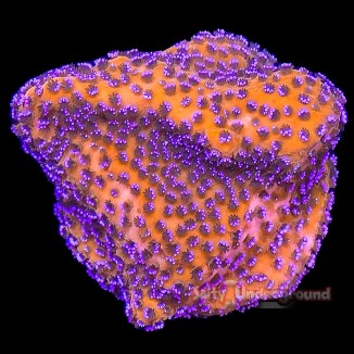 Salty Underground Mystic Sunset Montipora