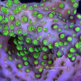 Salty Underground: Bali Tricolor Acropora