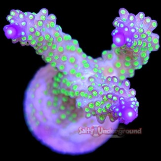 Salty Underground: Tricolor Acropora