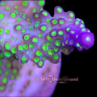 Salty Underground: Tricolor Acropora