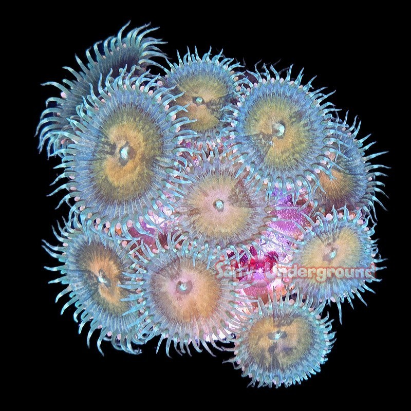 Salty Underground: Multicolored Palythoa