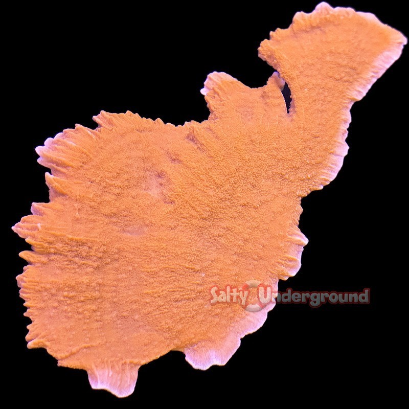 Salty underground: Highlighter Montipora