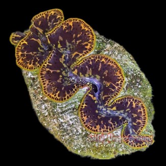 Salty Underground: Gold Dust Ultra-Grade Maxima Clam 5.5 inches