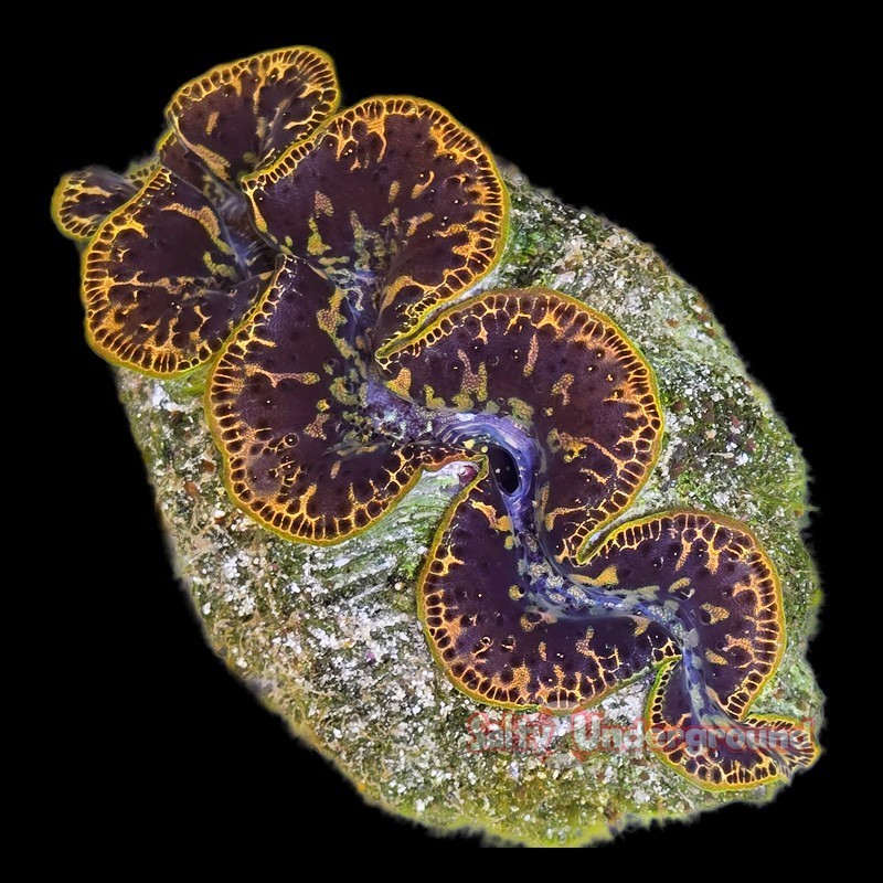 Salty Underground: Gold Dust Ultra-Grade Maxima Clam 5.5 inches