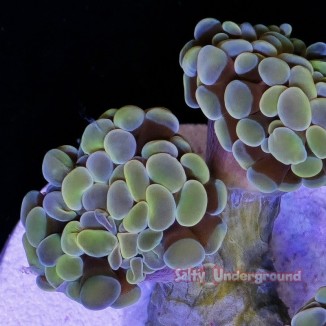 Salty Underground: Light Green Branching Hammer-2 heads