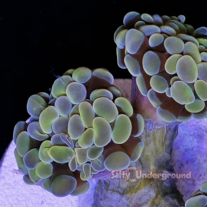 Salty Underground: Light Green Branching Hammer-2 heads