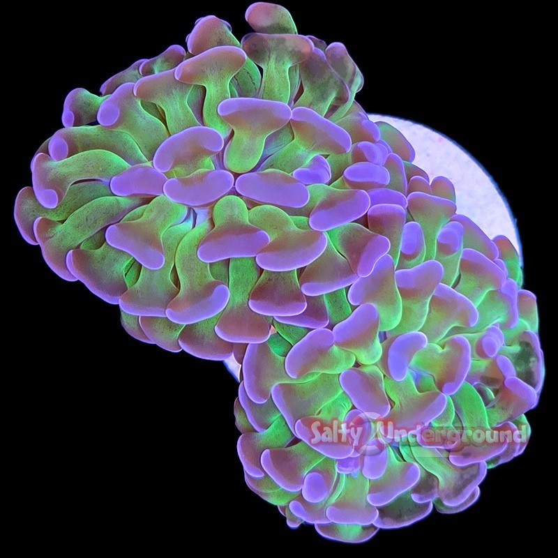 Salty Underground: Branching Hammer 3+ Heads