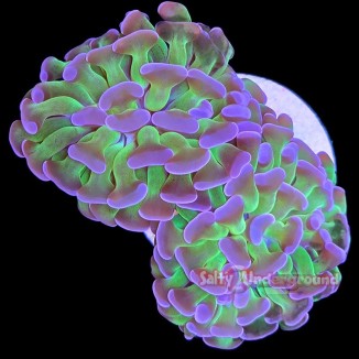 Salty Underground: Electric Branching Hammer 2 Heads