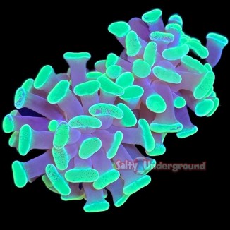 Salty Underground: Glowlight Branching Hammer-2 heads