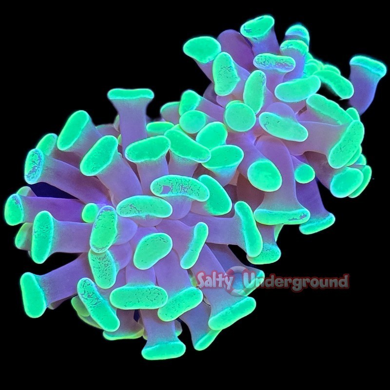 Salty Underground: Glowlight Branching Hammer 1 head