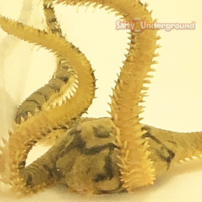Salty Underground: Yellow Sponge Brittle Starfish