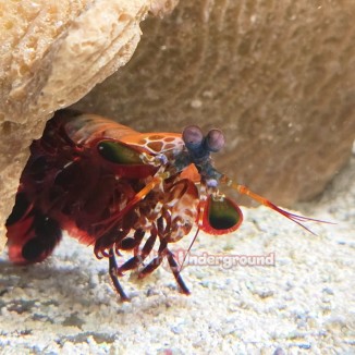 Salty Underground: Peacock Mantis