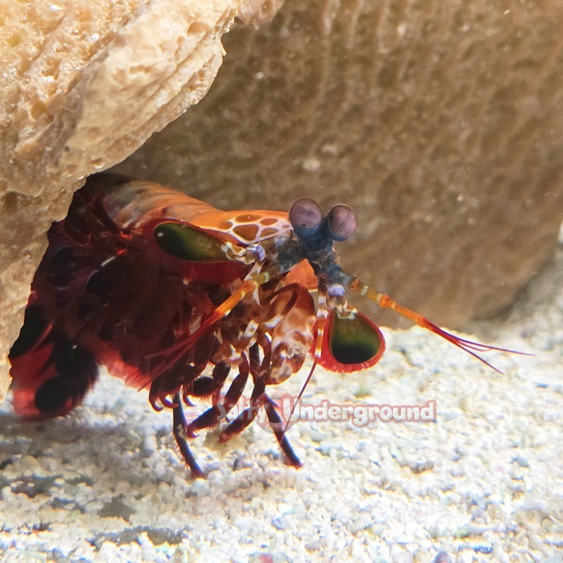 Salty Underground: Peacock Mantis
