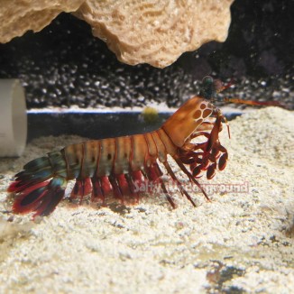 Salty Underground: Peacock Mantis