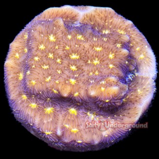 Salty Underground: Fireworks Leptoseris coral