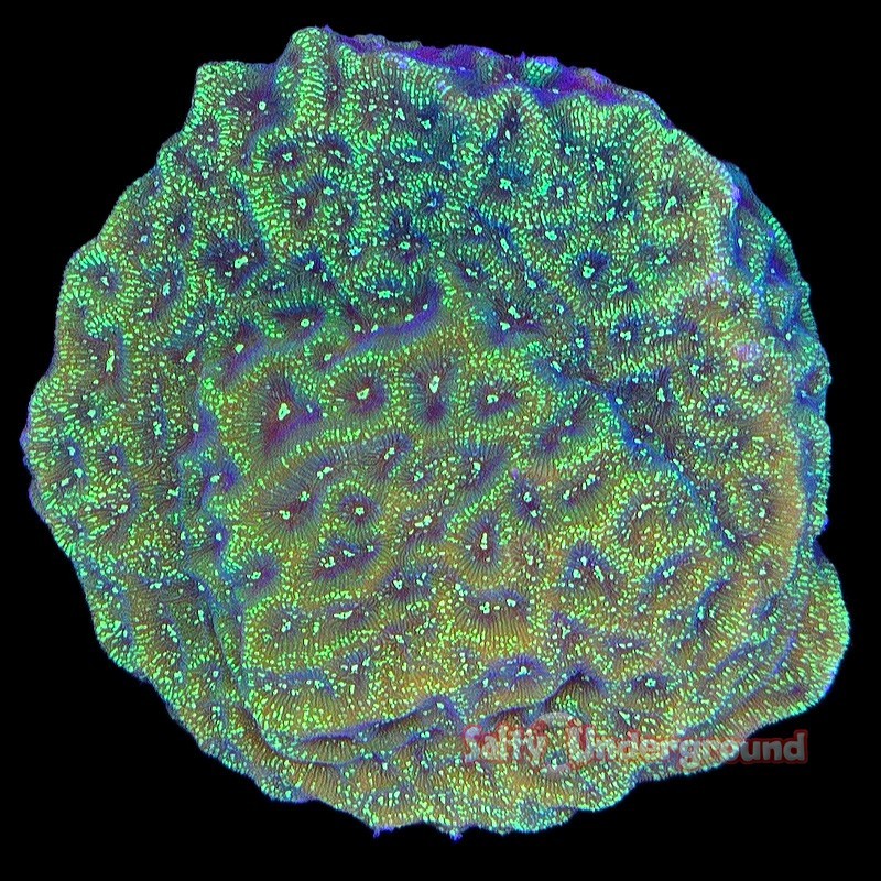 Salty Underground: Northern Lights Leptoseris TSA