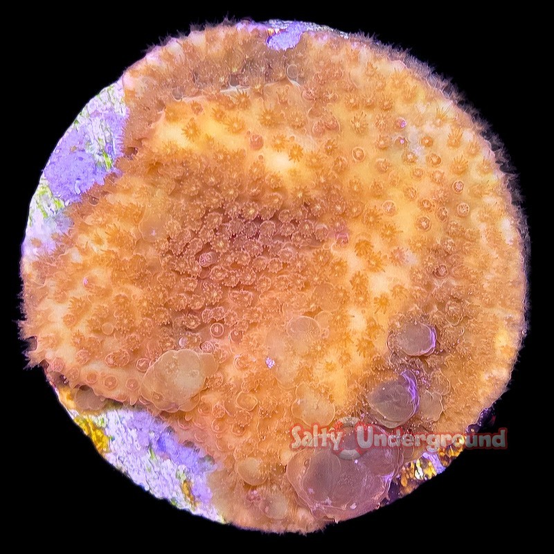 Salty Underground: Tangerine Stylocoeniella