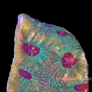 Salty Underground: Christmas Favia