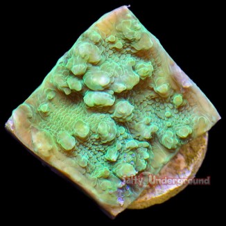 Salty Underground: Fluorescent Green Chalice Plug