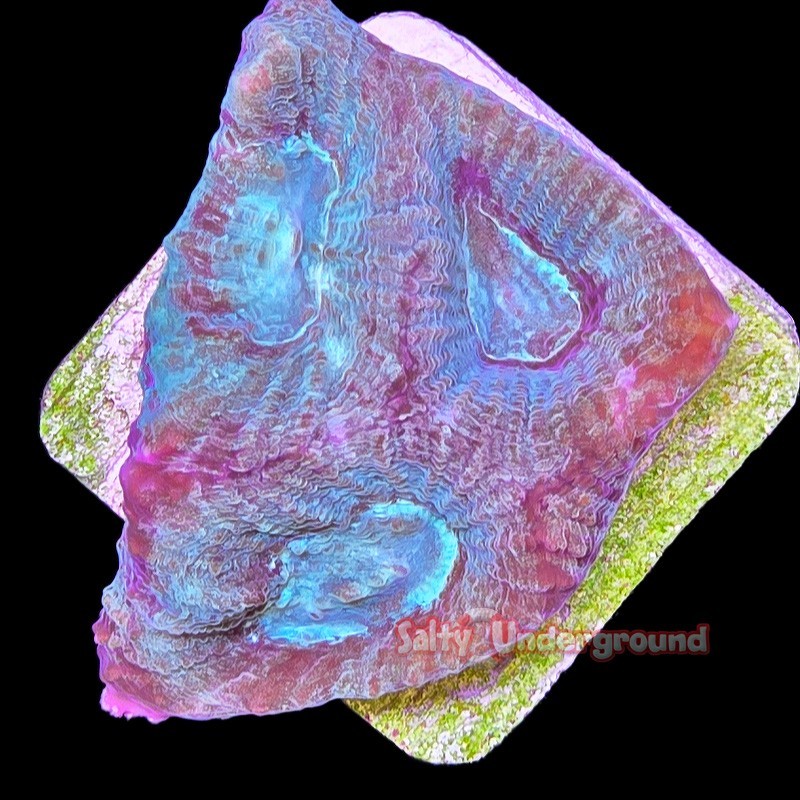 Salty Underground: Candy Crush Platygyra