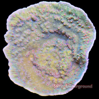 Salty underground: Chili Pepper Montipora