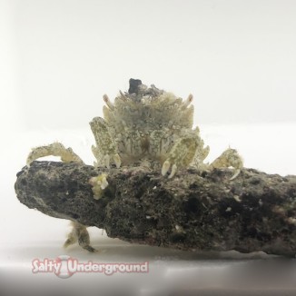 Salty Underground: Pithos Crab