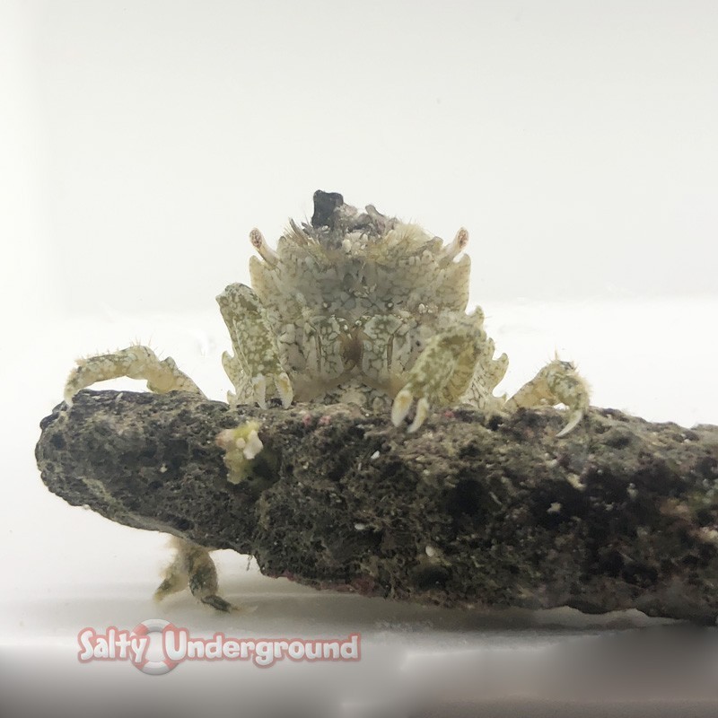 Salty Underground: Pithos Crab