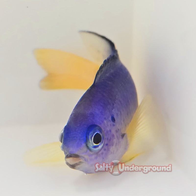 Salty Underground: Electric Blue Damselfish (Pomacentrus coelestis)