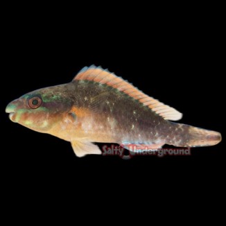 Salty Underground: Juvenile Rainbow Parrotfish (Scarus guacamaia)