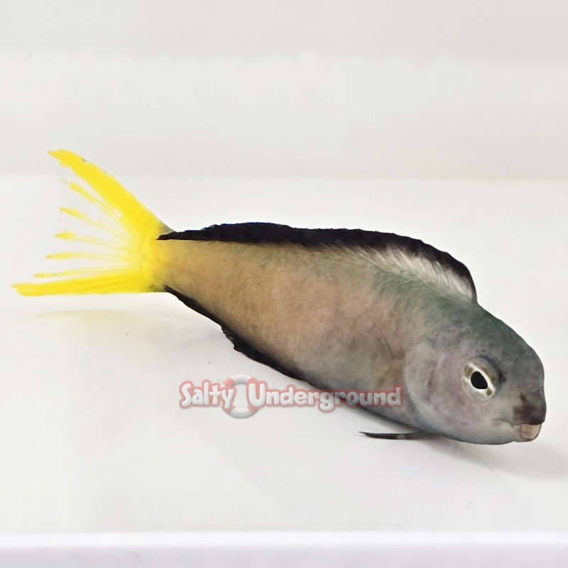 Salty Underground: Harptail Blenny (Meiacanthus mossambicus)