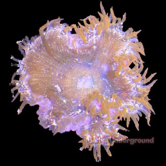 Salty Underground: Ultra Rock Flower Anemone -  Red