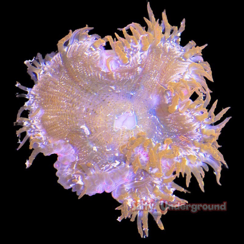 Salty Underground: Ultra Rock Flower Anemone -  Red