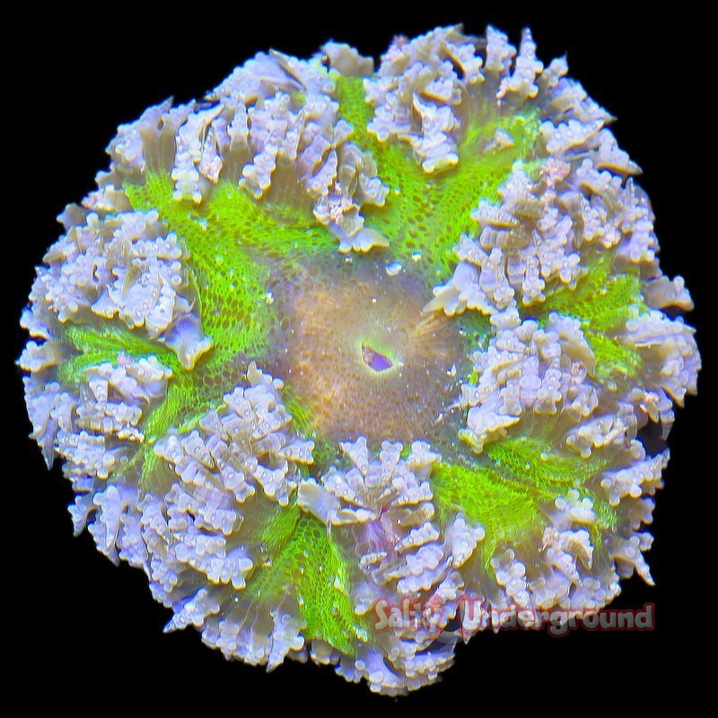 Salty Underground: Ultra Rock Flower Anemone - Lime Green