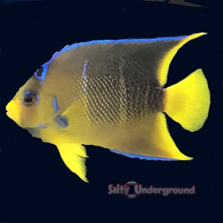 Salty Underground: Townsend Angelfish