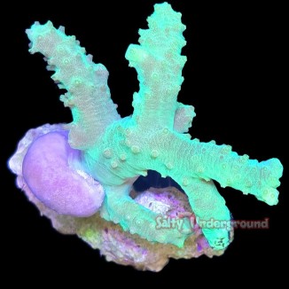 Salty Underground: Nuclear Green Sinularia Leather Coral
