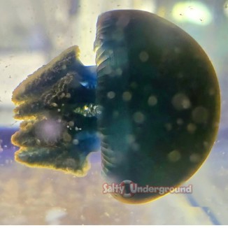 Salty Underground: Blue Blubber Jellyfish (Catostylus mosaicus)