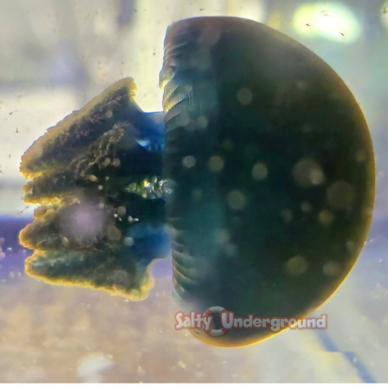 Salty Underground: Blue Blubber Jellyfish (Catostylus mosaicus)