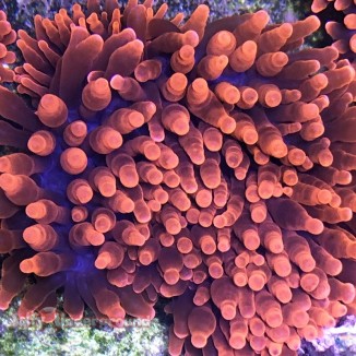 Salty Underground: Rose Bubble Tip Anemone - medium