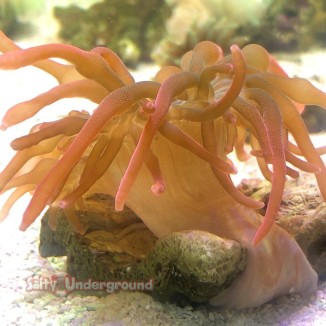 Salty Underground: Rose Bubble Tip Anemone - medium