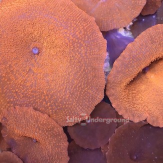 Salty Underground: Red Devil Discosoma Mushroom