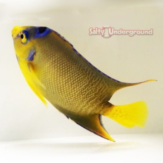 Salty Underground: Queen Angelfish