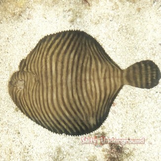 Salty Underground: Zebra Flounder