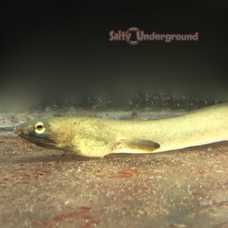Salty Underground: Seagrass Eel