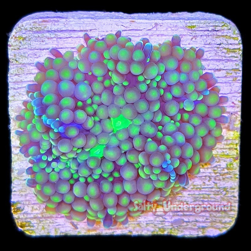 Salty Underground: Green Ricordea Florida Mushroom