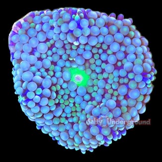 Salty Underground: Green Ricordea Florida Mushroom