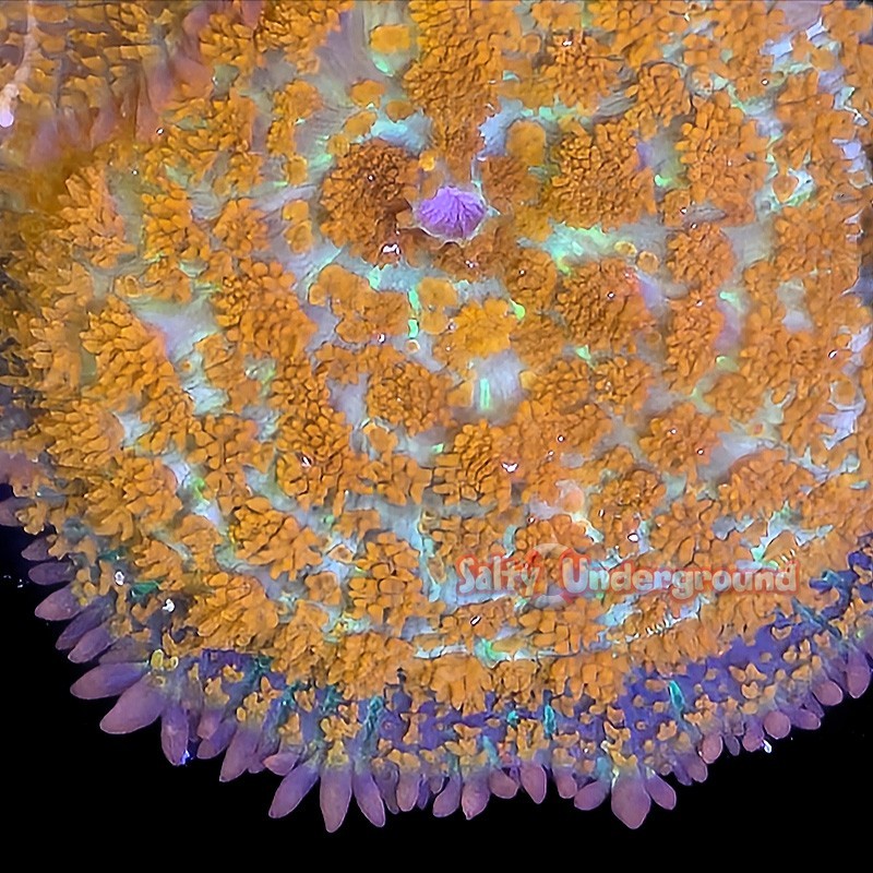 Salty Underground: Superman Rhodactis Mushroom