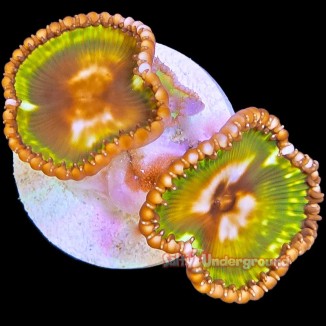 Salty Underground: Palythoa Grandis 1 Polyp