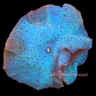 Salty Underground: Blueberry Discosoma Mushroom