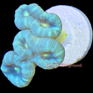 Salty Underground: Turquoise Candy Cane 2-4 Heads