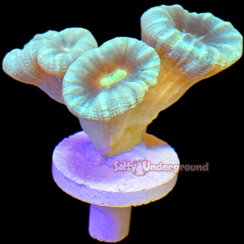 Salty Underground: Turquoise Candy Cane 2-4 Heads